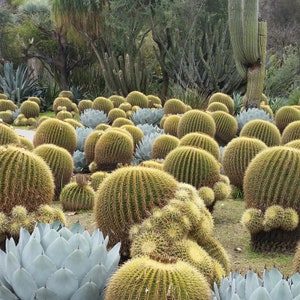 Golden Barrel Cactus Echinocactus grusonii 15 Semillas de plantas