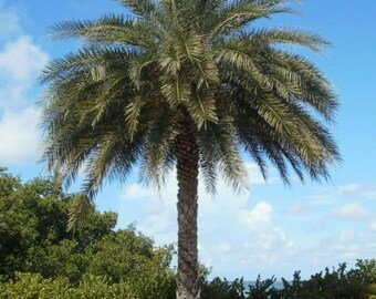 May include: A tall palm tree with green fronds against a blue sky with white clouds. The palm tree is in front of a lush green hedge.
