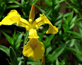 Yellow Iris Flower 15 Plant Seeds
