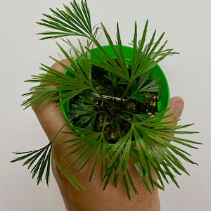 May include: A small, vibrant green plastic pot containing a fern with delicate, fan-shaped fronds. The plant features multiple stems radiating outwards, each ending in thin, pointed leaflets that create a star-like pattern within the container.