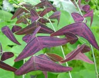 Exotische rode vlindervleugel 8 zaden