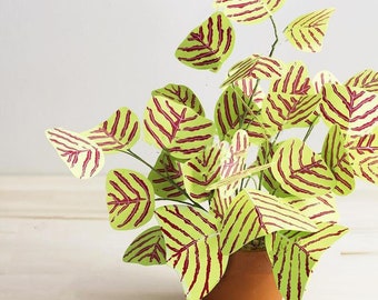 Exotic Striped Butterfly Wing 8 Seeds