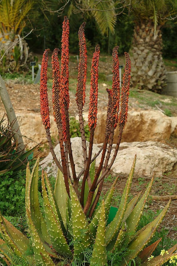 Buy Exotic Prickly Aloe (aloe Aculeata) 10 Seeds Online in India - Etsy