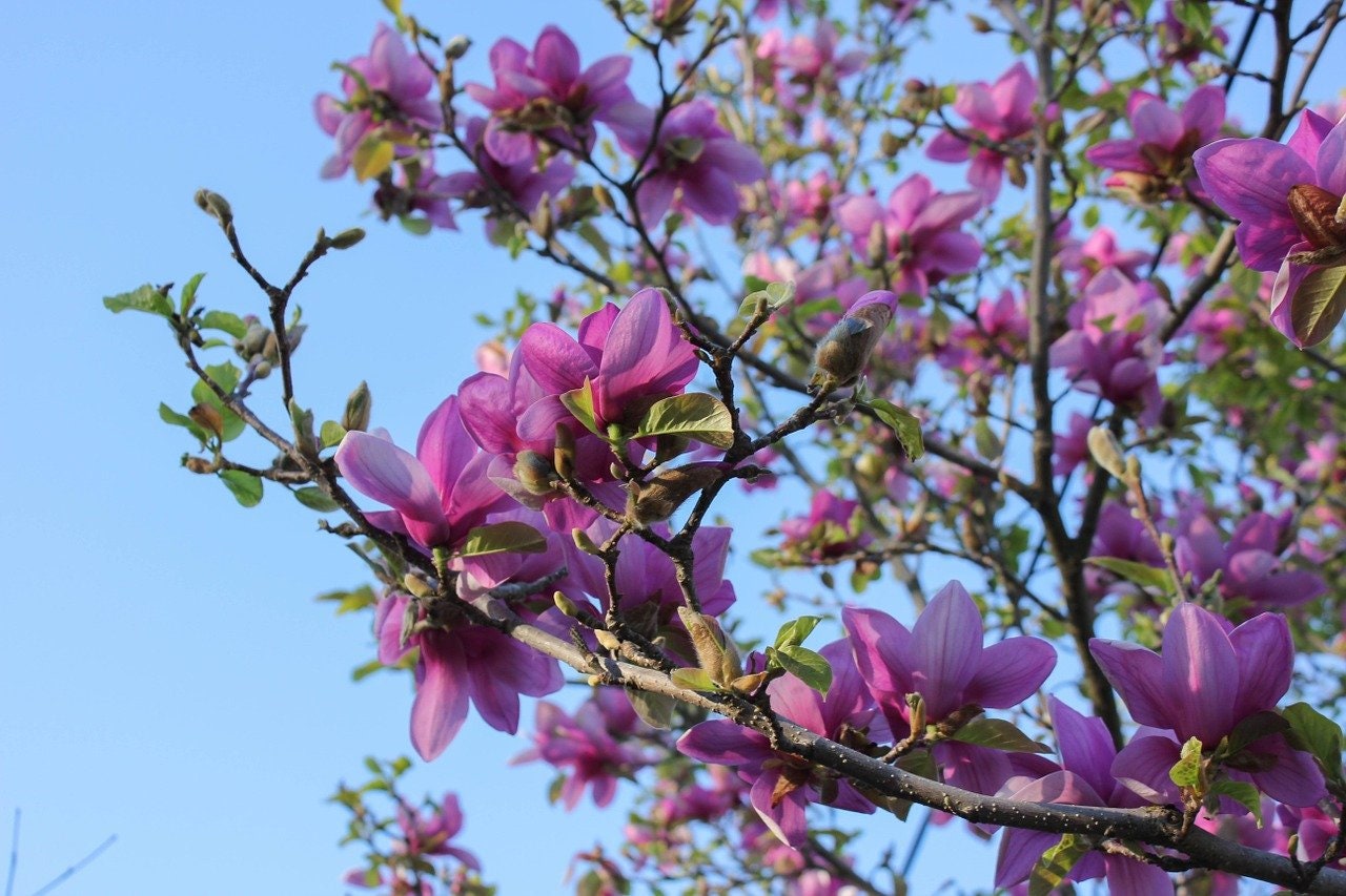 Magnolia Púrpura 15 Semillas de Árbol - Etsy España