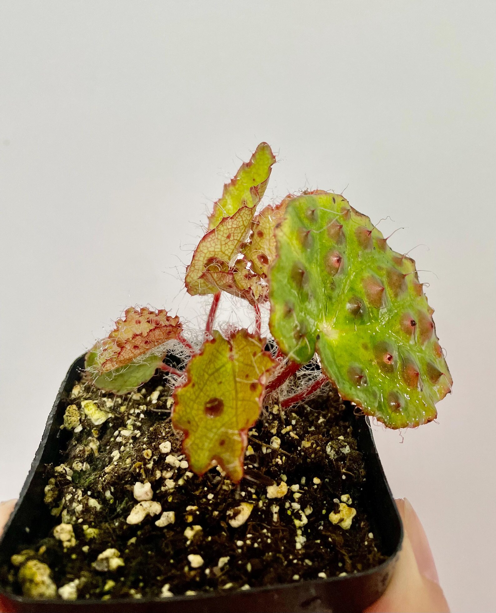 Begonia Melanobullata Live Plant in 1 Inch Pot Etsy Canada