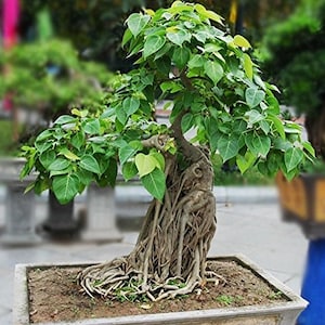 Wisdom Tree Ficus Religiosa Bonsai Kit image 1