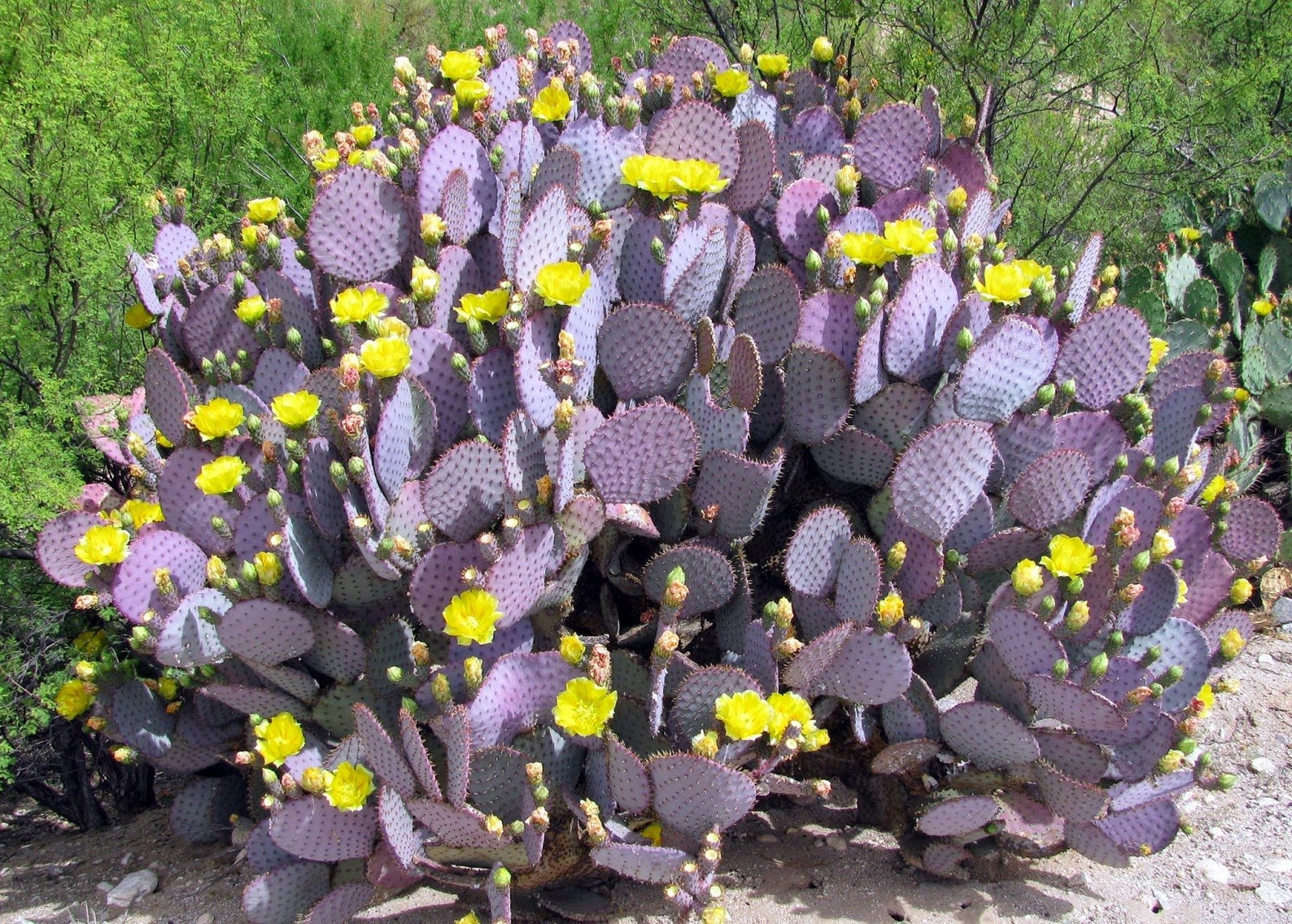 Purple Cactus Santa Rita Opuntia 15 Seeds Etsy Canada