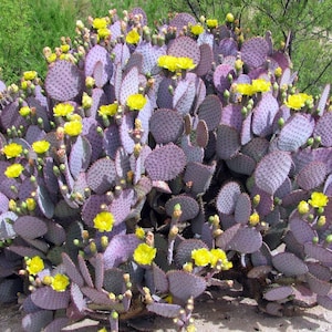 Purple Cactus Santa Rita Opuntia 15 Seeds