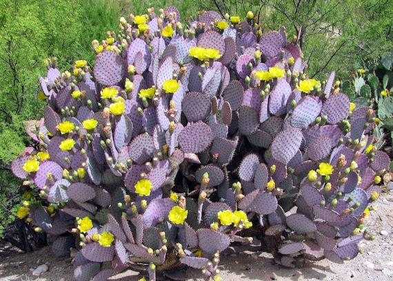Lila Kaktus Santa Rita Opuntia 15 Samen