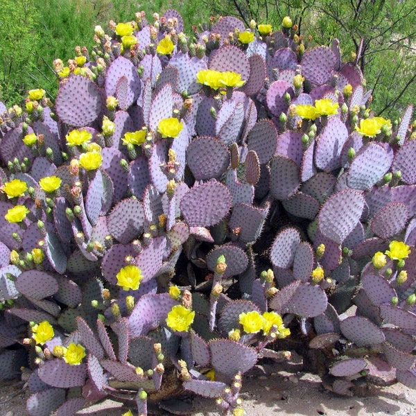 Lila Kaktus Santa Rita Opuntia 15 Samen