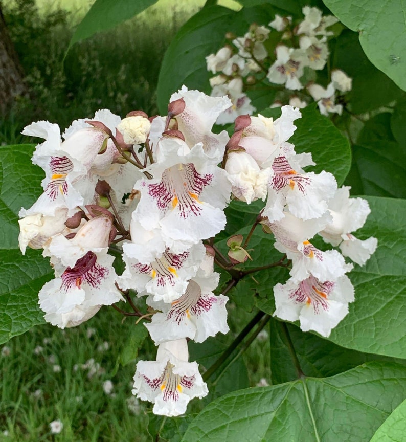 Southern Catalpa Catalpa bignonioides 10 Tree Seeds image 1