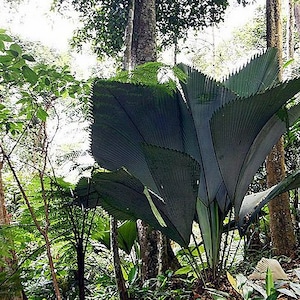 Op de afbeelding: Een close-up van een grote, donkergroene, waaiervormige plant met meerdere bladeren die groeit in een tropische bosomgeving.