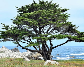 Monterey Cypress 20 Tree Seeds