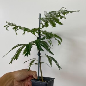 May include: A young Albizia julibrissin plant with delicate, feathery green bipinnate leaves growing from a central stem. The plant is supported by a thin, dark vertical stake and is contained within a black plastic nursery pot.