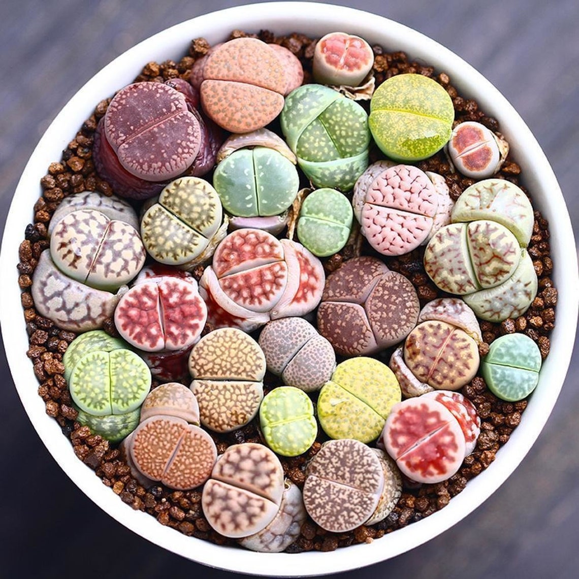 Lithop Living Stones Succulent 25 Mixed Seeds Etsy