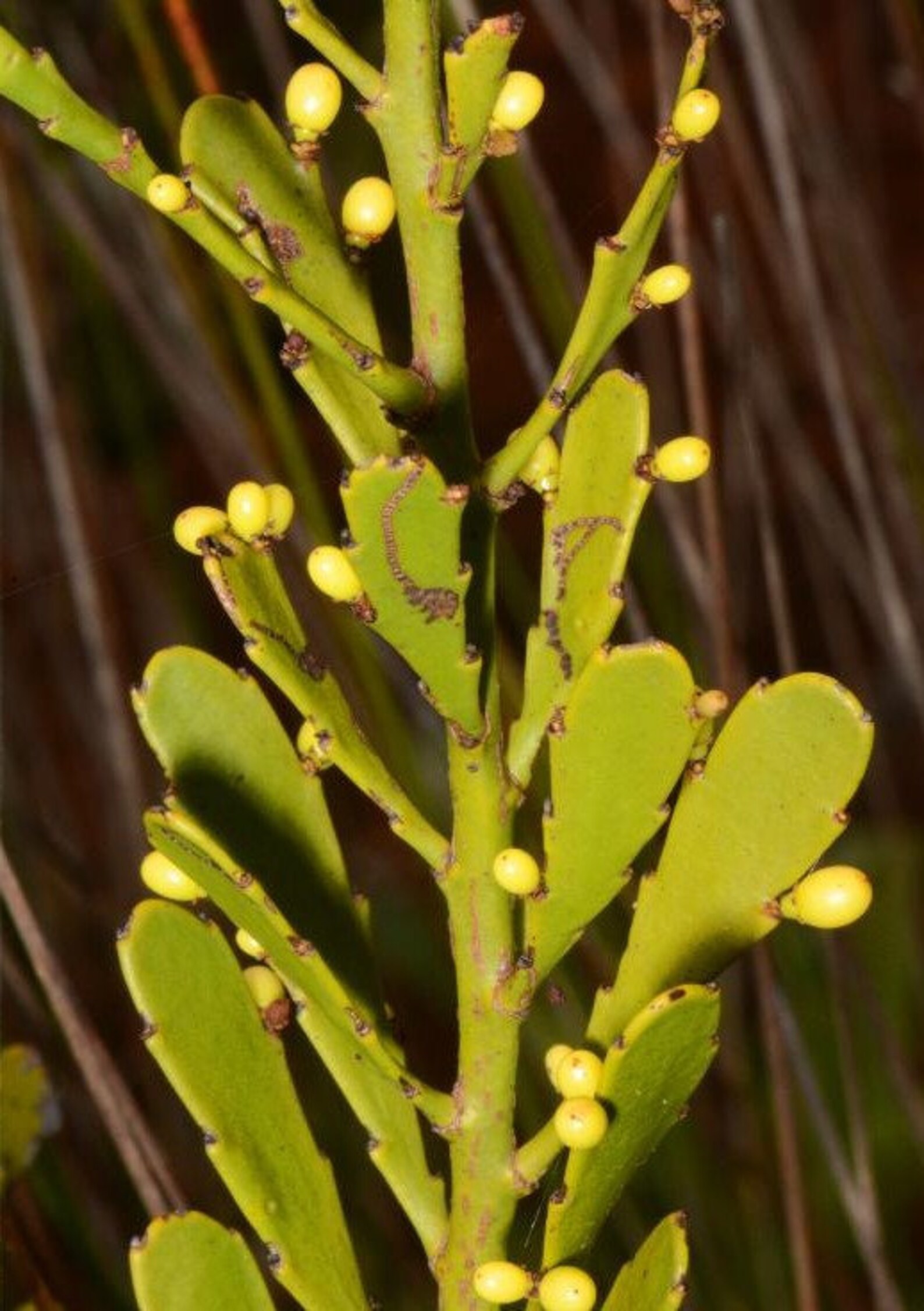 Rare New Caledonia Exocarpos 5 Plant Seeds Etsy