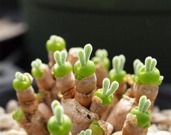 Bunny Ears (Monilaria moniliformis) 20+ Succulent Seeds