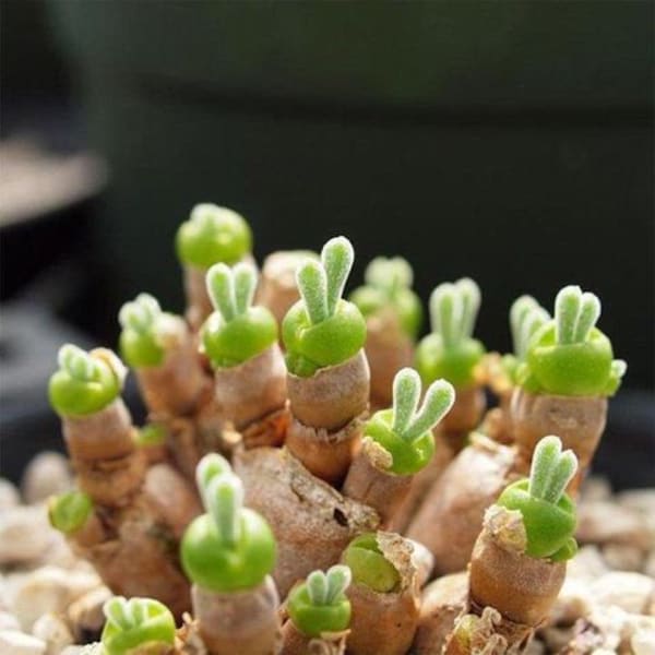 Oreilles de lapin (Monilaria moniliformis) 20+ Graines succulentes