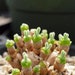 see more listings in the Succulents section