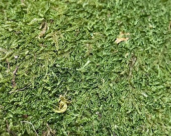 Natural Dormant Sphagnum Sheet Moss For Terrariums and Crafts