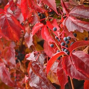 Virginia Creeper, Parthenocissus quinquefolia 5 Seeds image 2