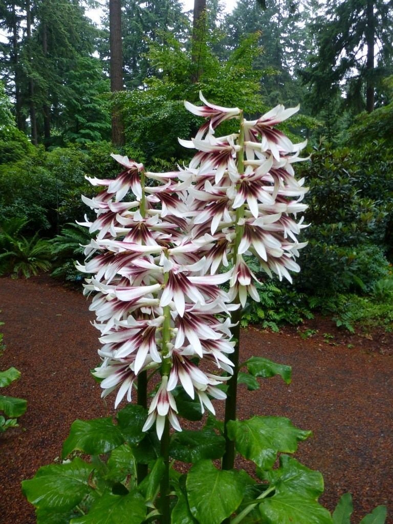 Cardiocrinum giganteum - Lis géant de l'Himalaya Cardiocrinum giganteum - Lis géant de l'Himalaya