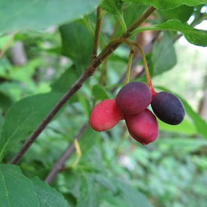 May include: A close-up shot of a cluster of berries in shades of red and purple, suspended from a slender brown branch. The berries are set against a backdrop of green leaves, with a blurred background of foliage and a glimpse of a tree trunk.