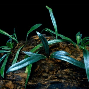 May include: A close-up of a group of green plants growing on a dark brown piece of wood. The plants have long, narrow leaves and are growing in a cluster.