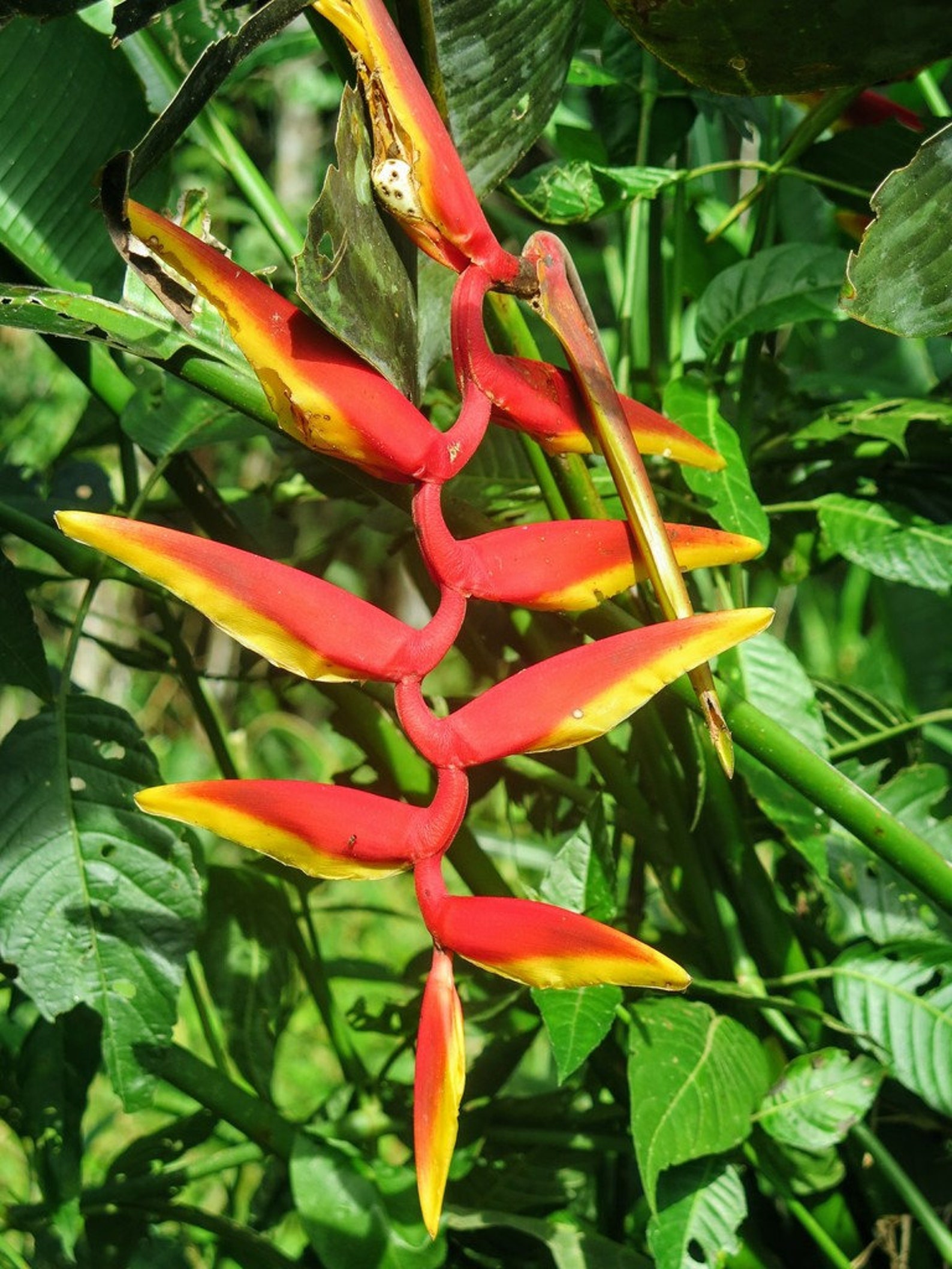 Exotic Lobster Claw, Heliconia Platystachys 8 Seeds - Etsy UK