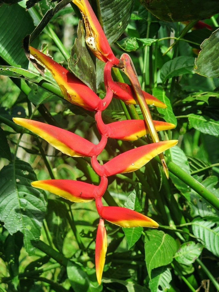 80 Graines Heliconia Rostrata (Bec De Perroquet) - Plante Tropicale, Extérieur - Fraîches, Pour Bonsaï Ou Jardin
