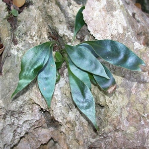 Rare  Iridescent Microsorum Siamense Fern Spores/Seeds 30+