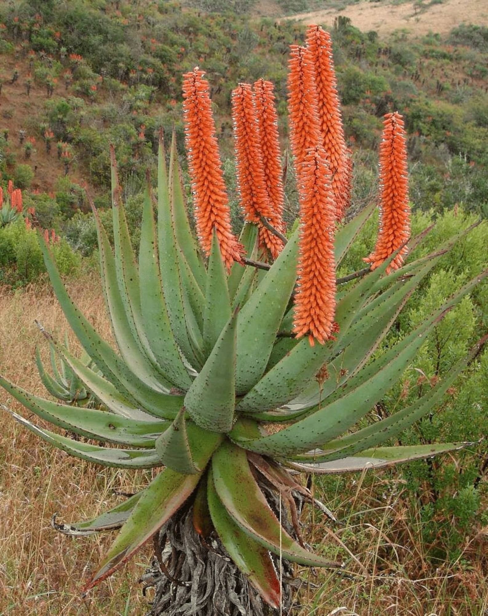 Aloe Candelabrum 5 Plant Seeds Etsy