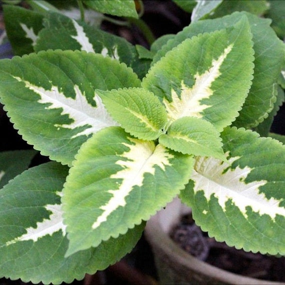 Ornamental White Coleus 15 Plant Seeds Etsy