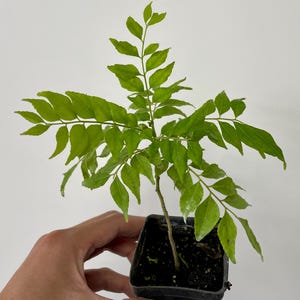 May include: A small green plant in a black square pot, held by a hand against a white background. The plant has multiple green leaves. The leaves are a vibrant green colour.