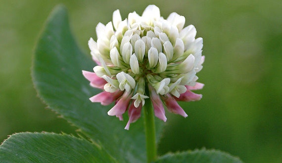 Beautiful White Clover Ground Cover Flowering 0.5g Seeds - Etsy 日本