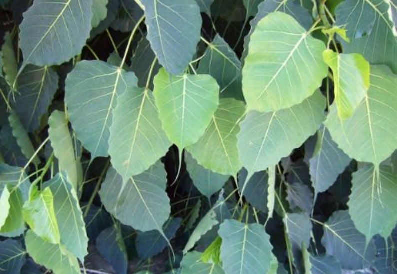 Wisdom Tree 100 Seeds (tree of Buddha), Ficus Religiosa - Etsy Canada