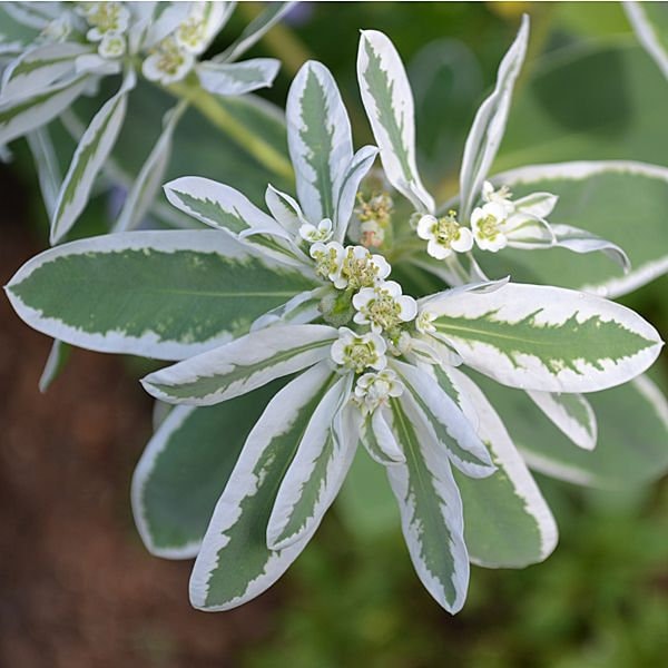 Euphorbia marginata - Etsy.de