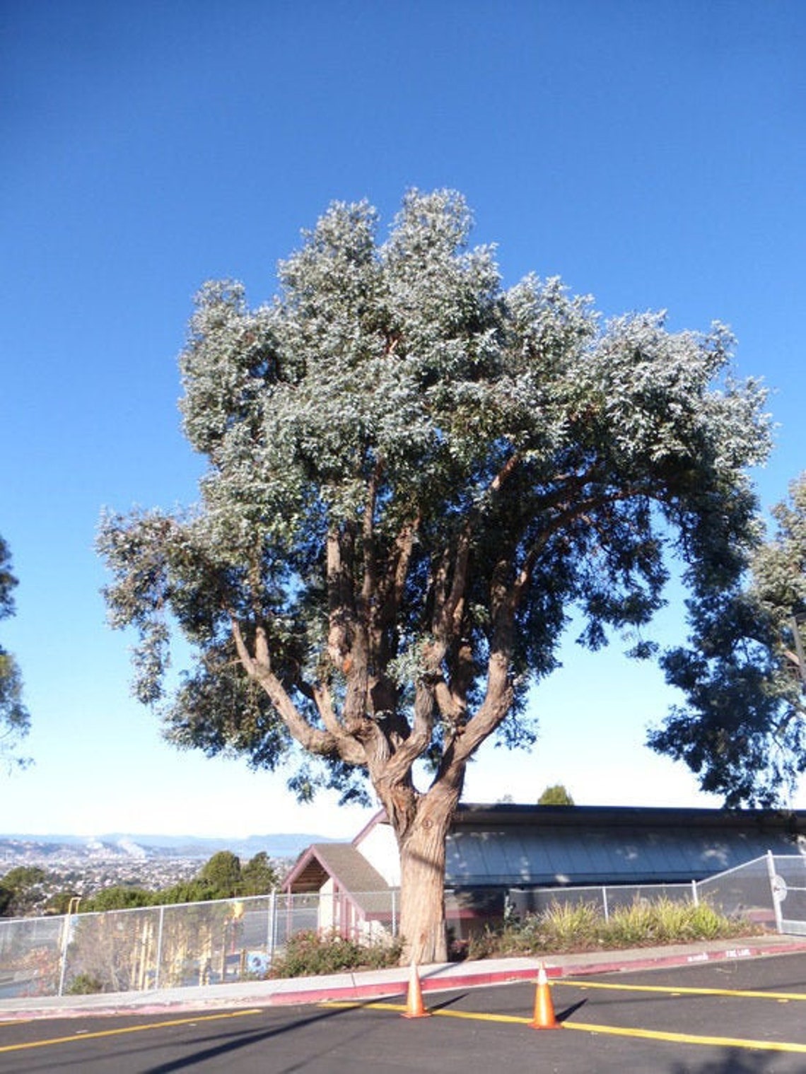 Victorian Silver Gum Eucalyptus Crenulata 25 Tree Seeds Etsy UK