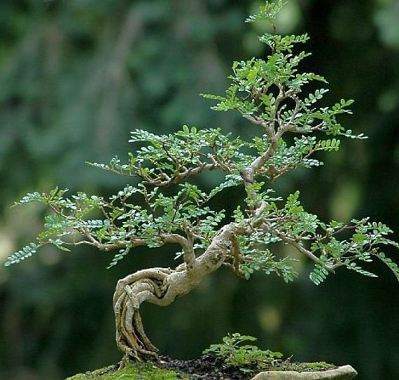 Seltener Madagaskar Elefantenbaum 5 Samen - Etsy sterreich