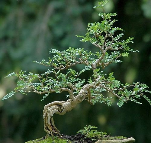 Sophora Prostrata - Etsy Norway