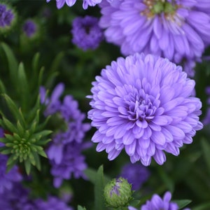 Purple Aster Peony Flowering 20 Seeds