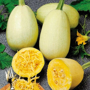 Squash Spaghetti 35 Frön