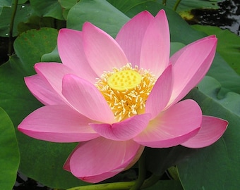 Pink Sacred Water Lotus 10 Seeds