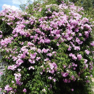 Pandorea Jasminoides Flowering Pink Vine 15 Seeds image 2