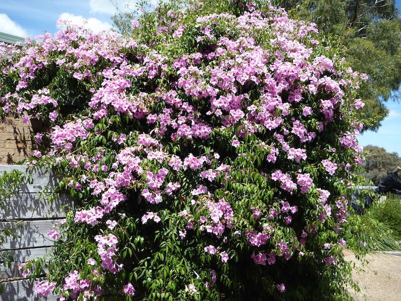 Pandorea Jasminoides Flowering Pink Vine 15 Seeds image 2