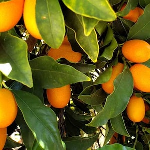 Kamquat Fruit 20 zaden