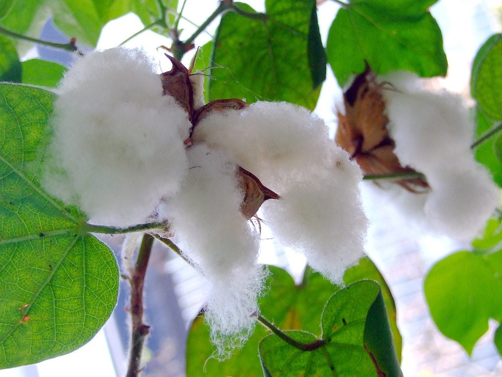 Find Black Cotton plants from online specialty nurseries
