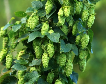 Humulus lupulus Hopfen 10 Pflanzensamen