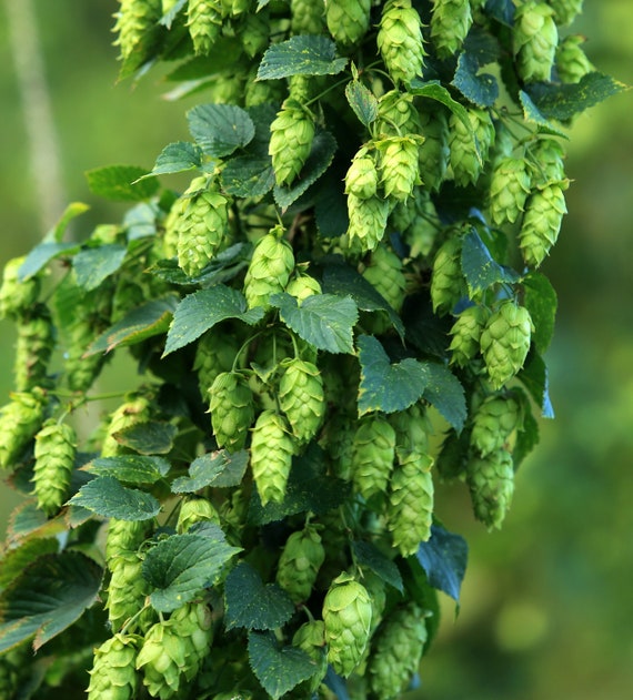 Humulus lupulus Houblon 10 graines de plantes - Etsy France
