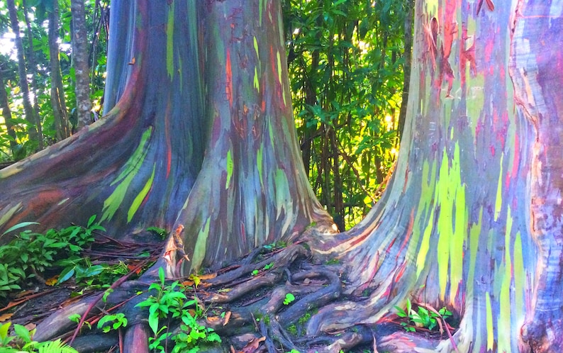 Arbre arc-en-ciel (Eucalyptus arc-en-ciel) 50 graines - Etsy France